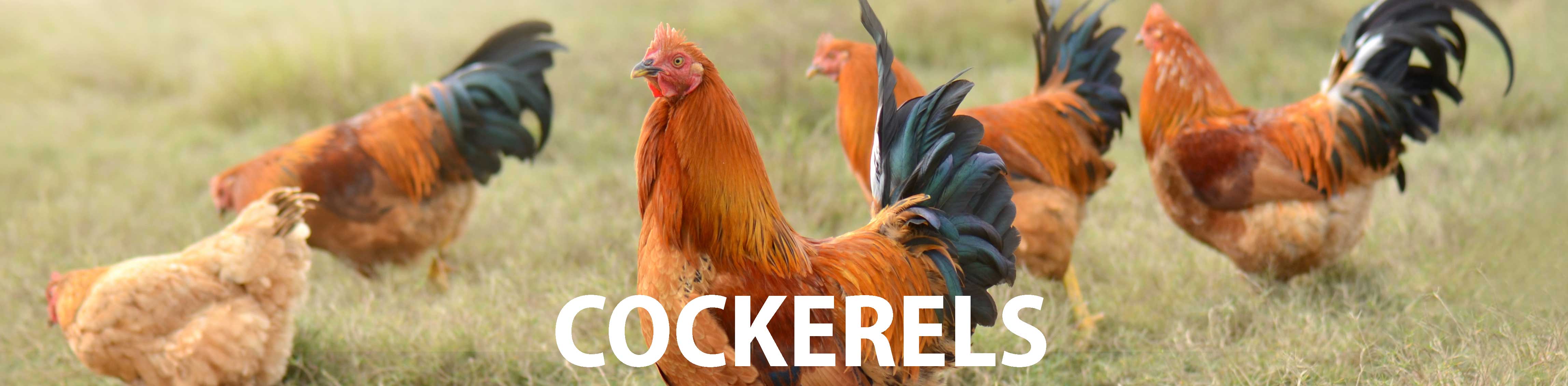 Cockerels