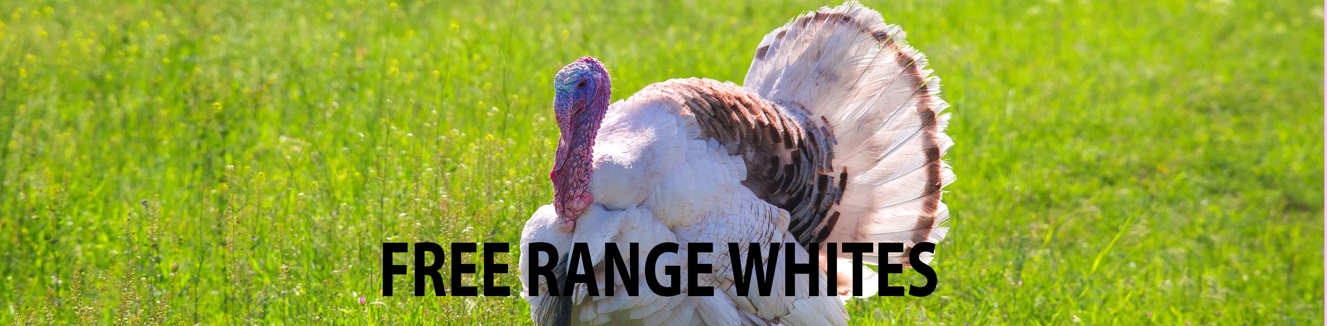 Free Range Whites
