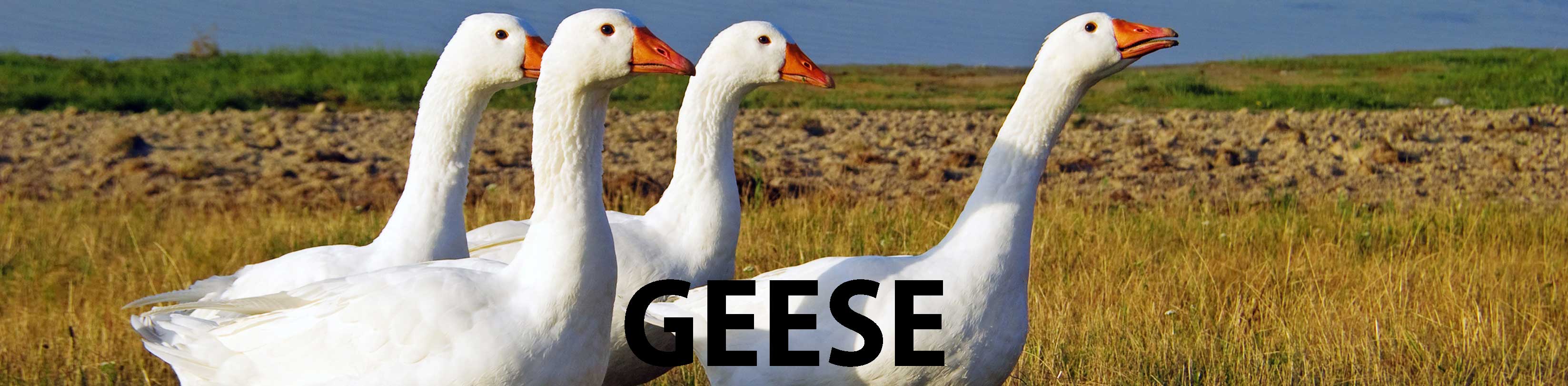 Geese